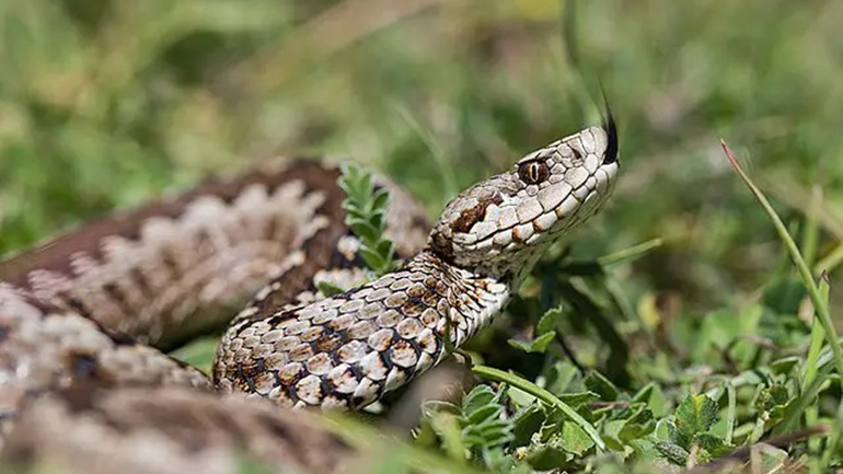 Τρίκαλα: Φίδι δάγκωσε παιδί που έπαιζε σε αυλή ταβέρνας